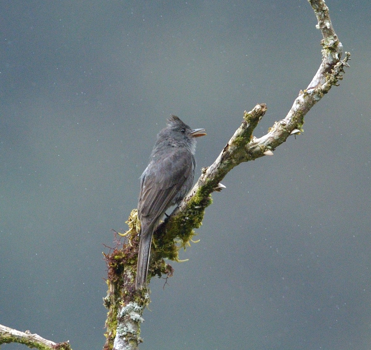 Smoke-colored Pewee - ML656201950