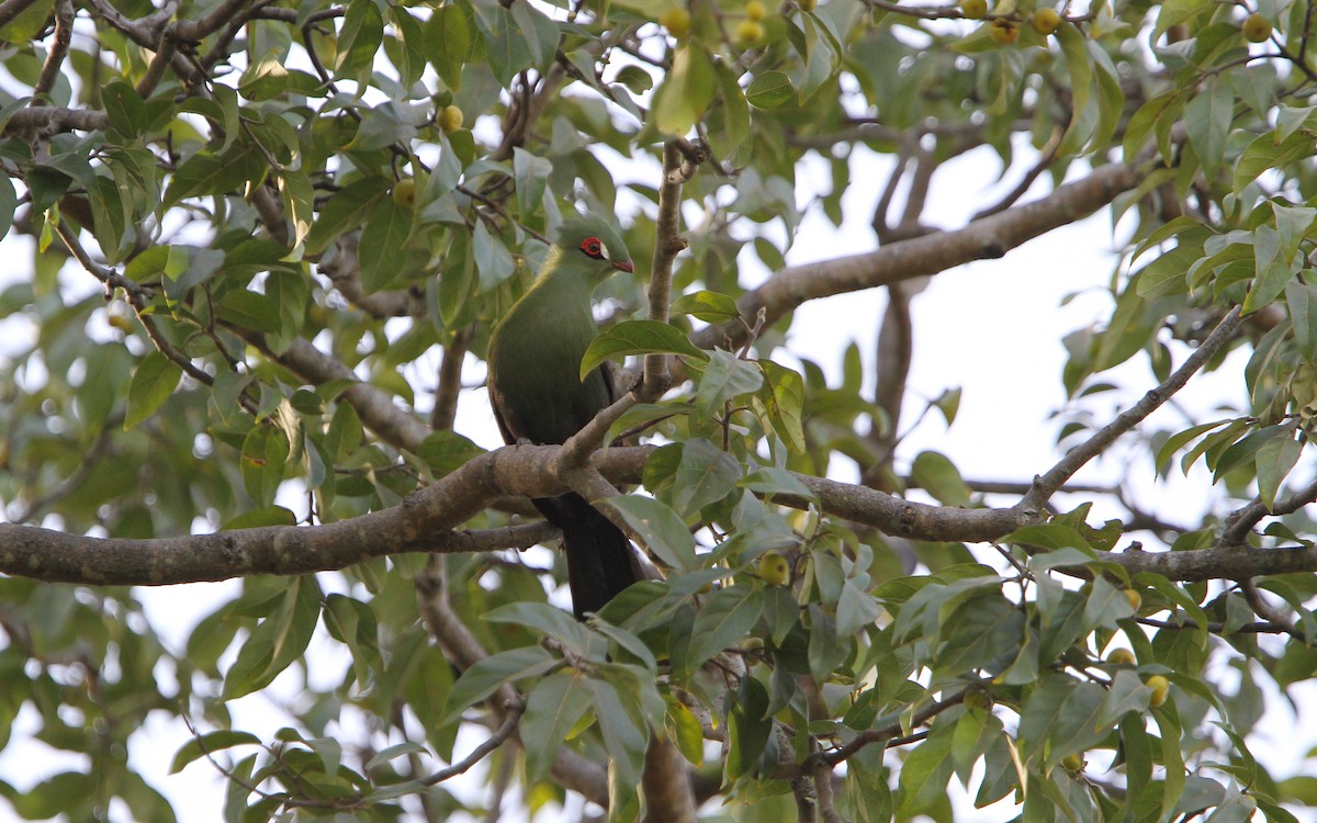 Guinea Turaco - ML65620251