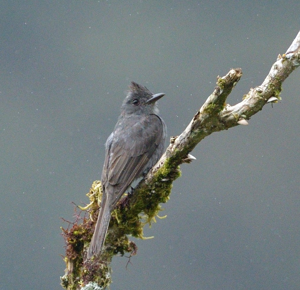 Smoke-colored Pewee - ML656202615