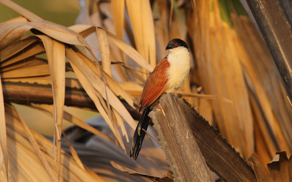 Senegal Coucal - ML65620431