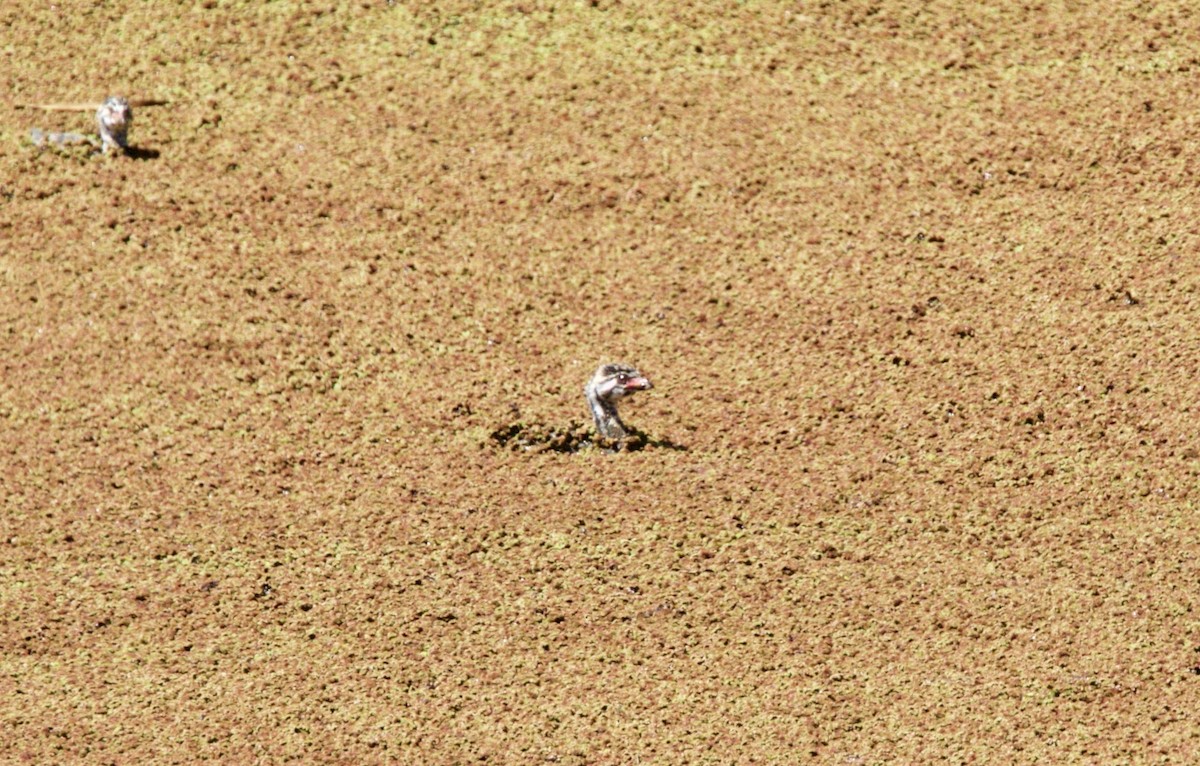 Pied-billed Grebe - ML65620461