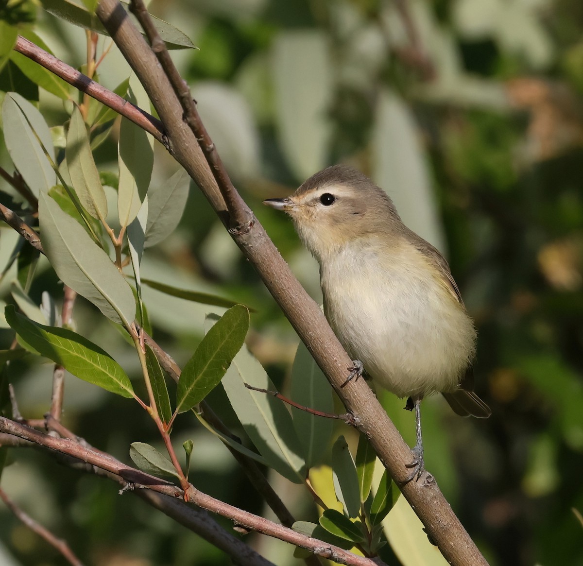 Western Warbling Vireo - ML656204690