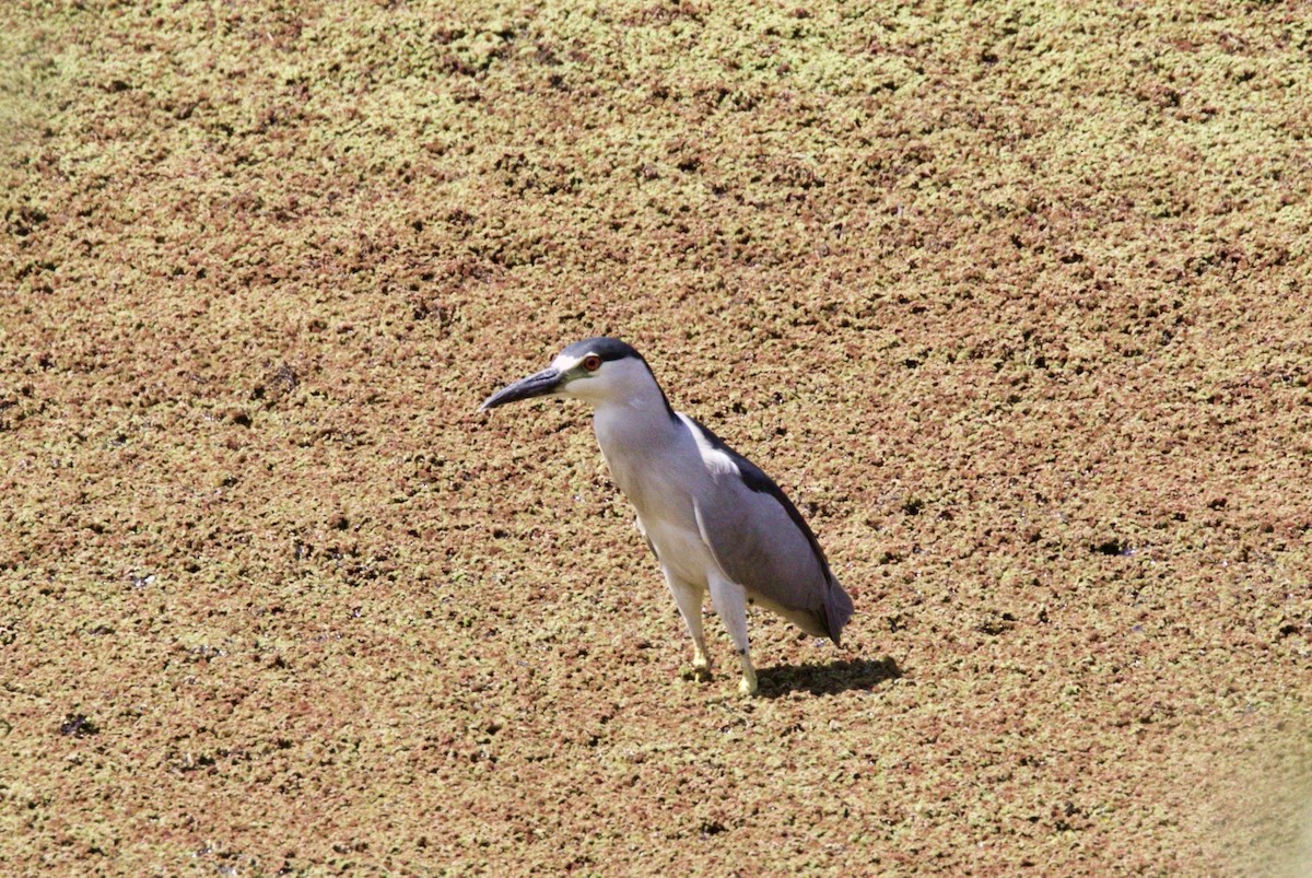 Black-crowned Night Heron - ML65620511