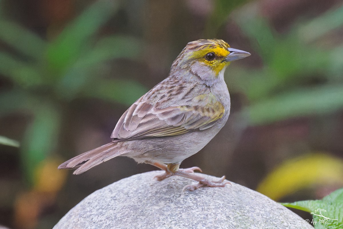 Yellow-browed Sparrow - ML656206807