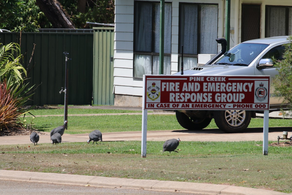 Helmeted Guineafowl (Domestic type) - ML656207169