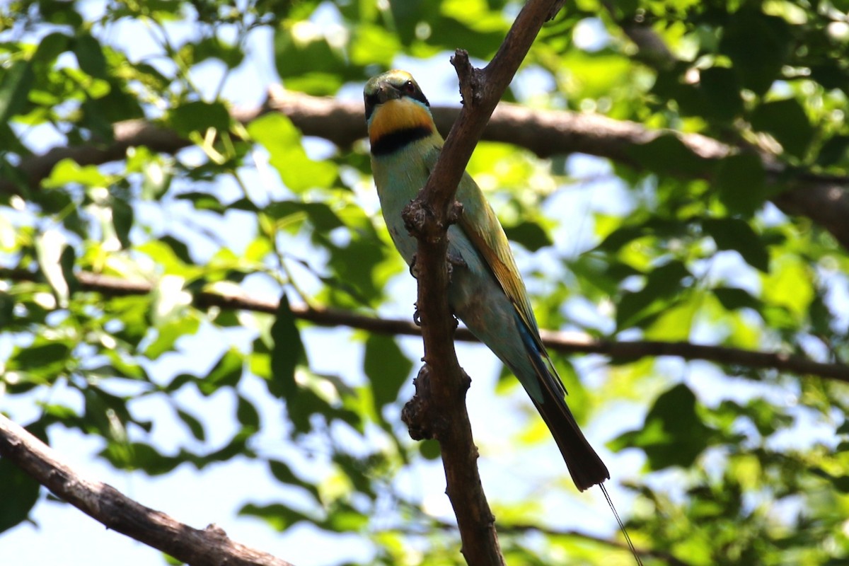 Rainbow Bee-eater - ML656207233