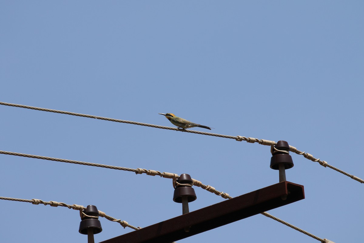 Rainbow Bee-eater - ML656207289