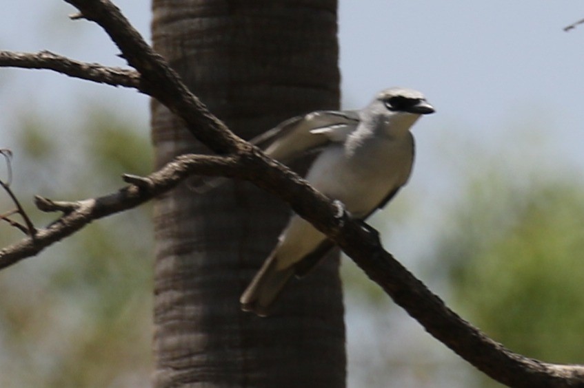 White-bellied Cuckooshrike - ML656207397