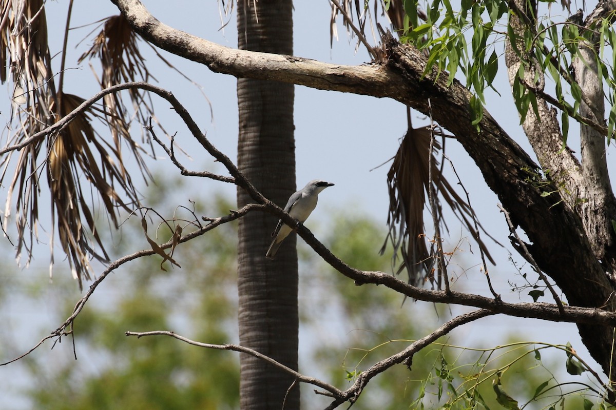 White-bellied Cuckooshrike - ML656207437