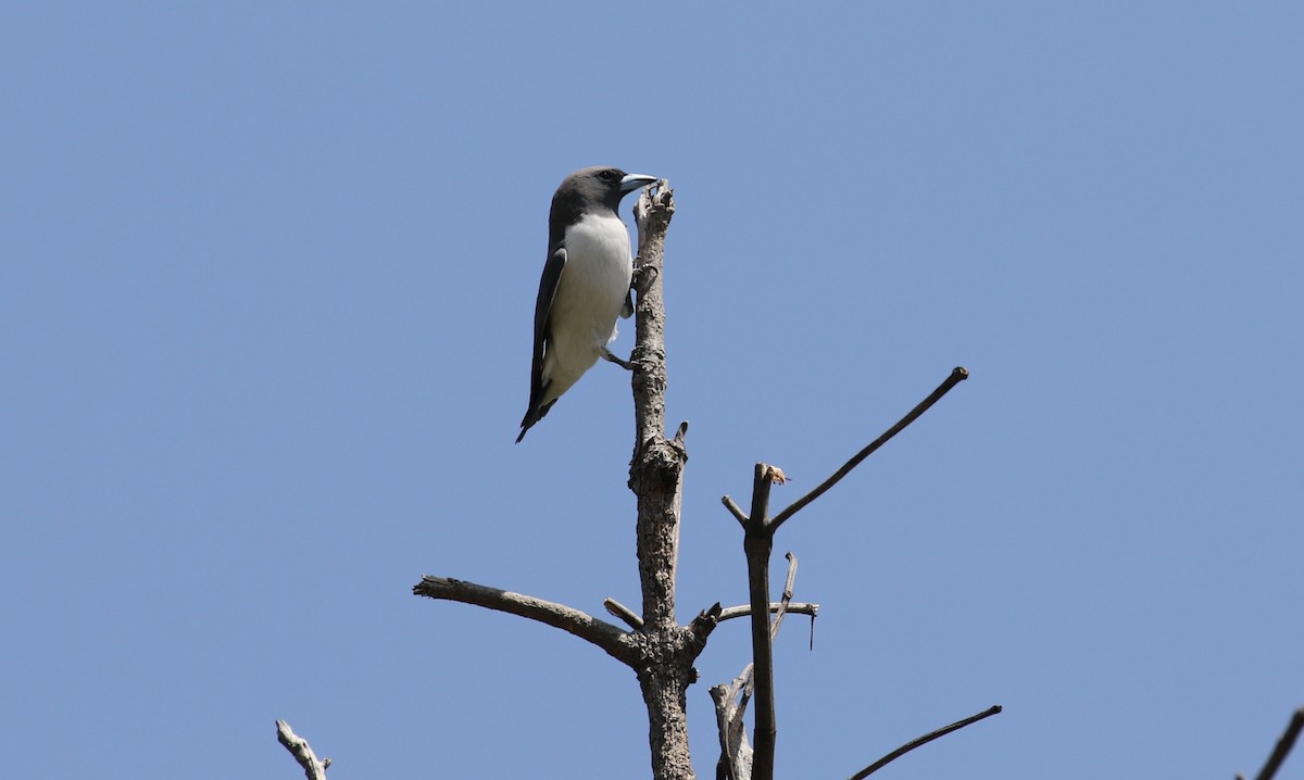 White-breasted Woodswallow - ML656207880