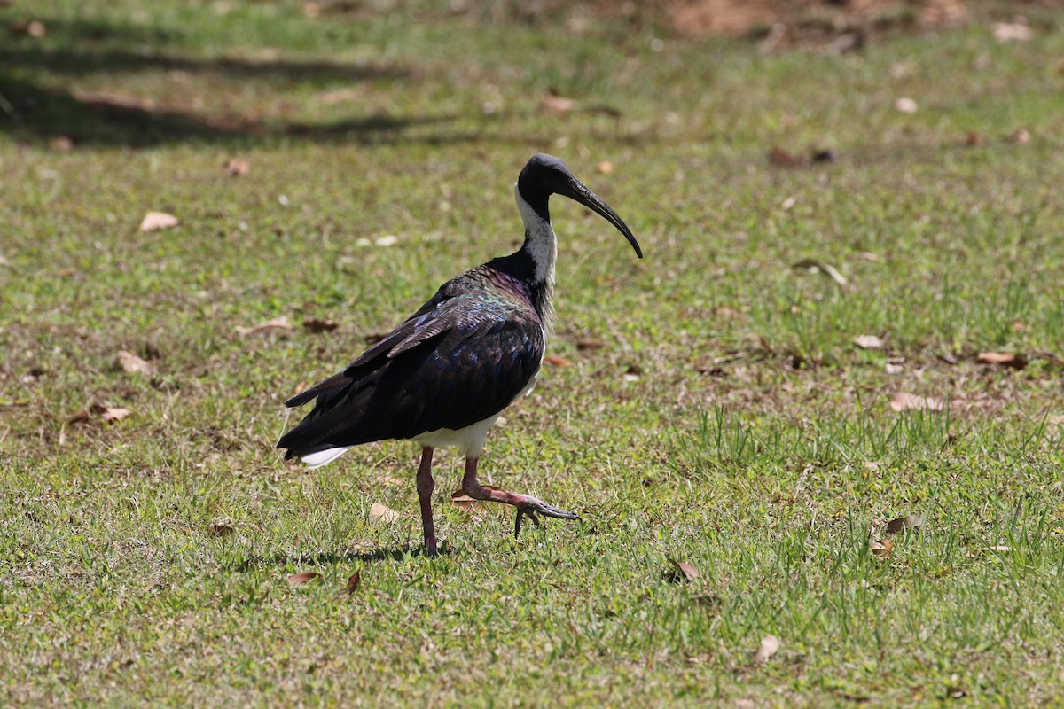 Straw-necked Ibis - ML656208001