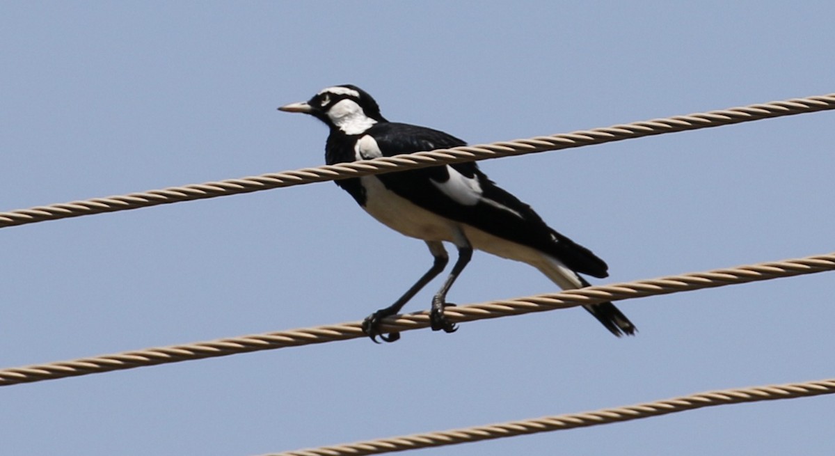 Magpie-lark - ML656208042