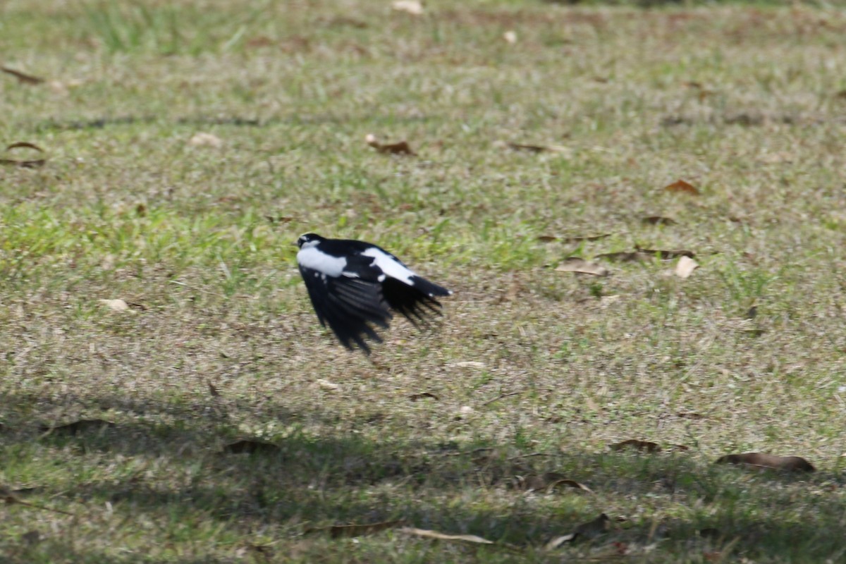 Magpie-lark - ML656208090