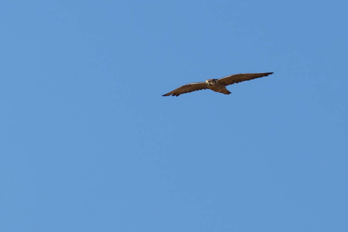 Lanner Falcon - ML656209233