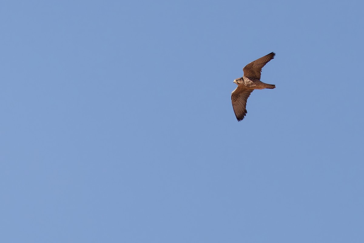 Lanner Falcon - ML656209234