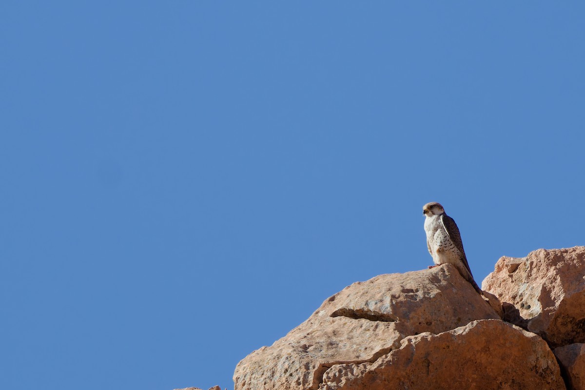 Lanner Falcon - ML656209235