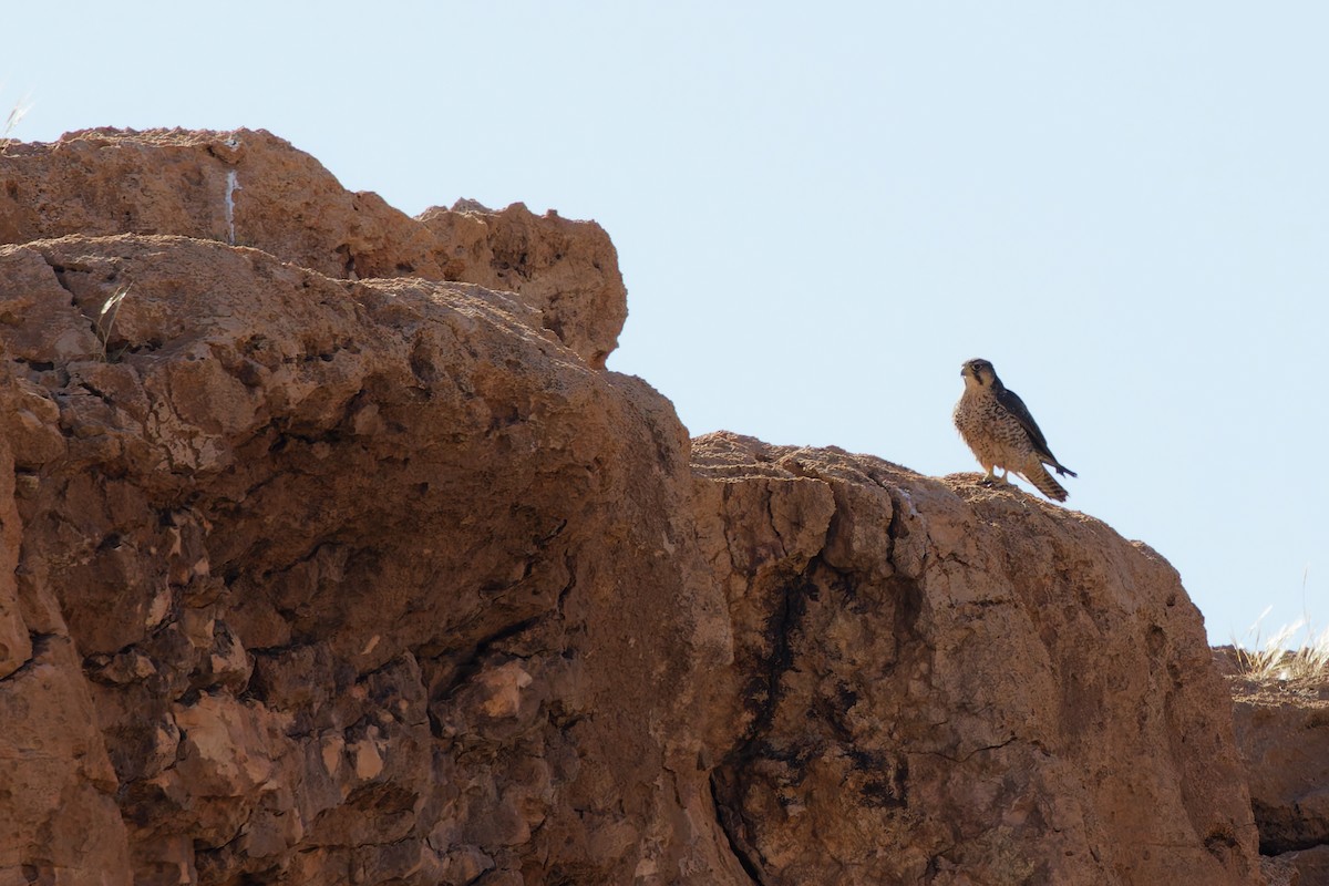 Lanner Falcon - ML656209236