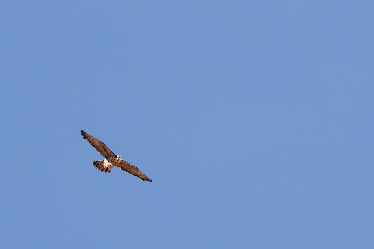 Lanner Falcon - ML656209237