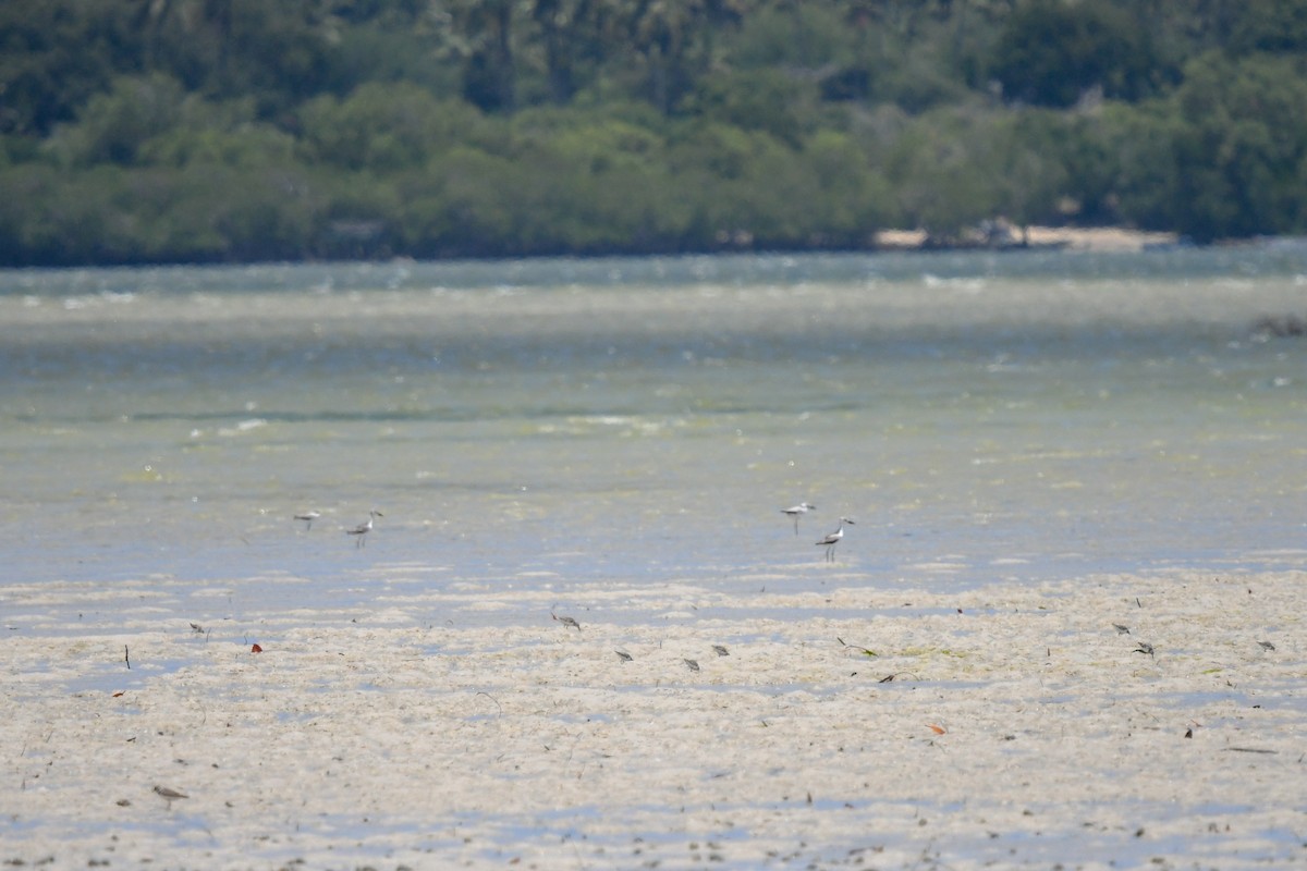 Crab-Plover - ML656209622