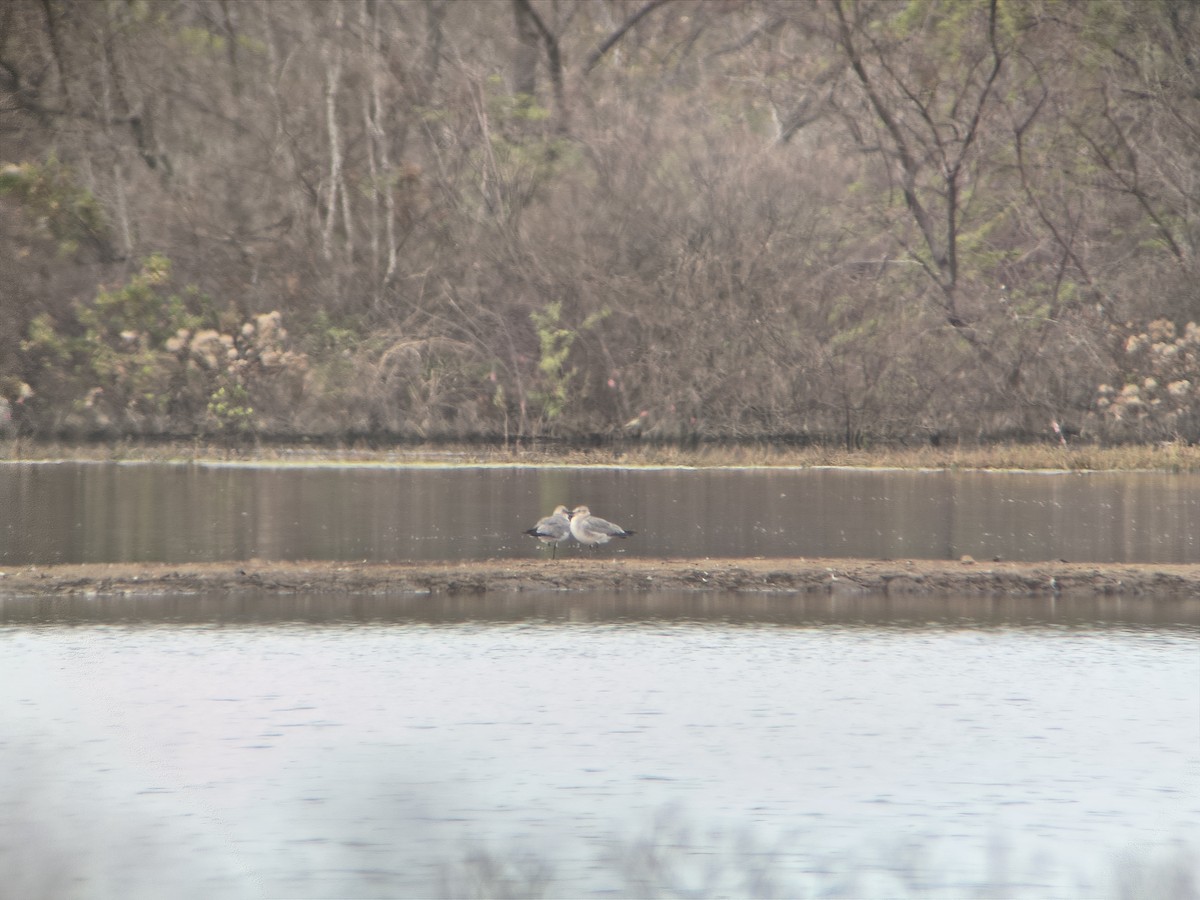 Laughing Gull - ML656210316