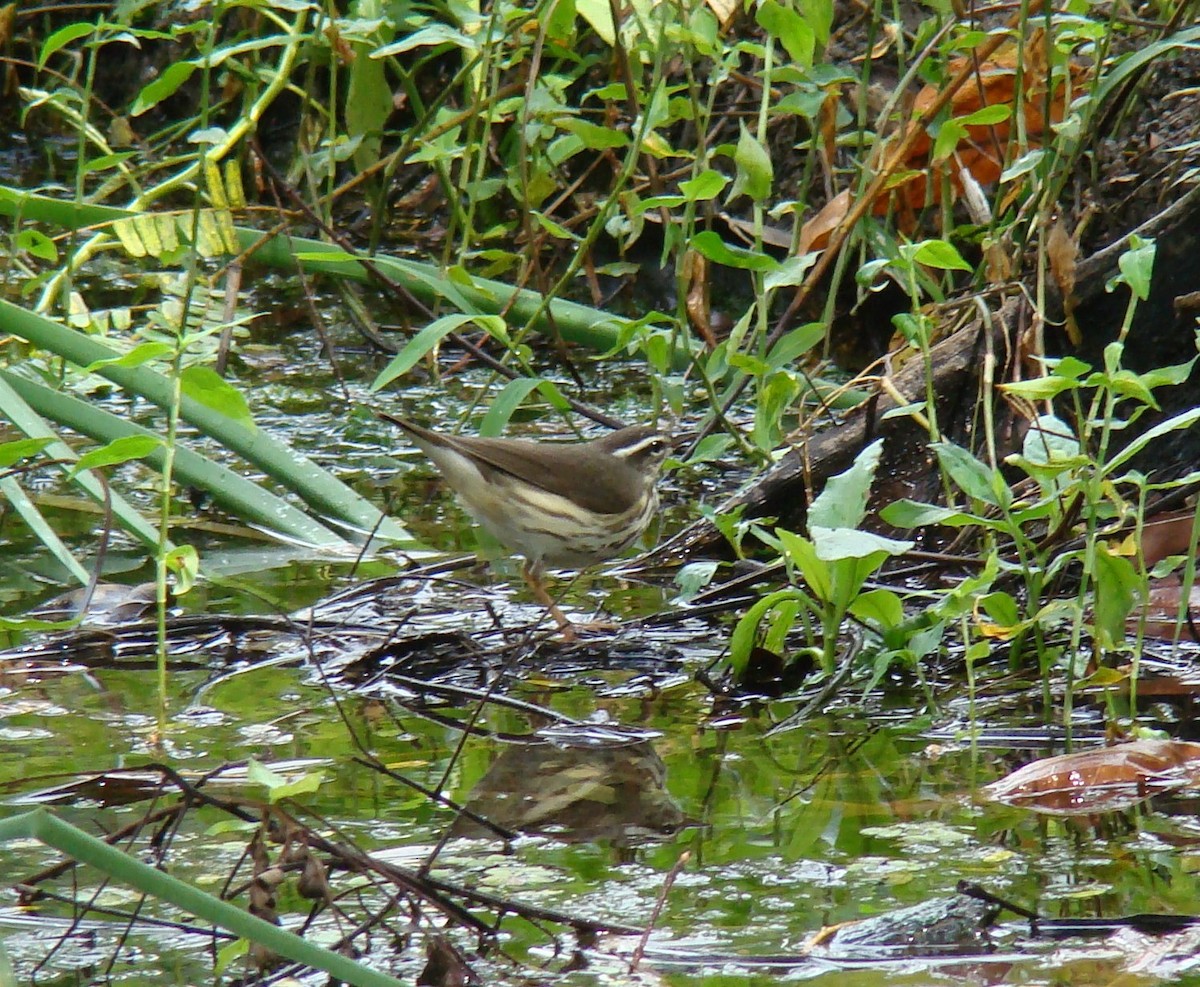 Louisiana Waterthrush - ML65621061