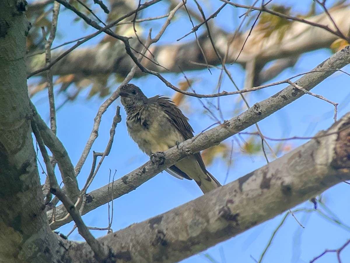 Scaly-throated Honeyguide - ML656210683