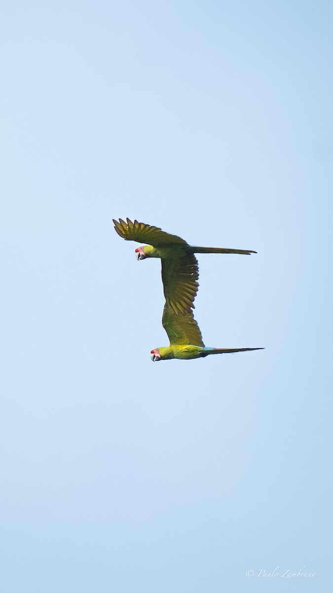 Great Green Macaw - ML656211700