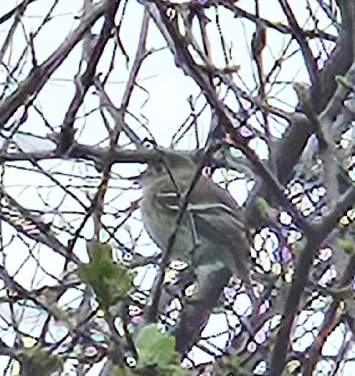Least Flycatcher - ML656213400