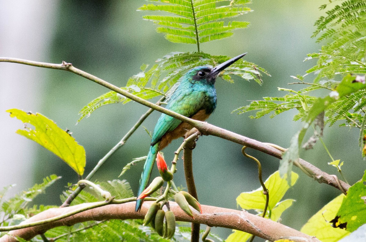 Jacamar à couronne bleue - ML65621341