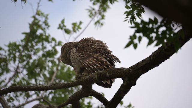 Barred Owl - ML656213812