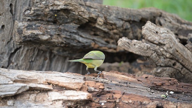 Painted Bunting - ML656214044
