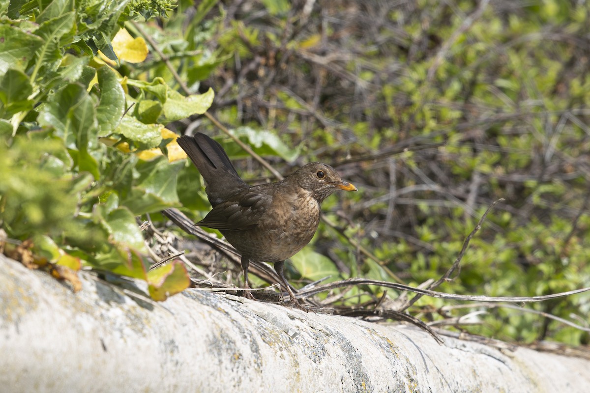 Karatavuk - ML656214130