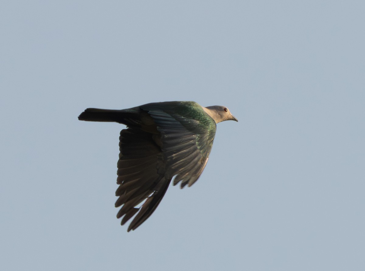 Green Imperial-Pigeon (Green) - ML656216844