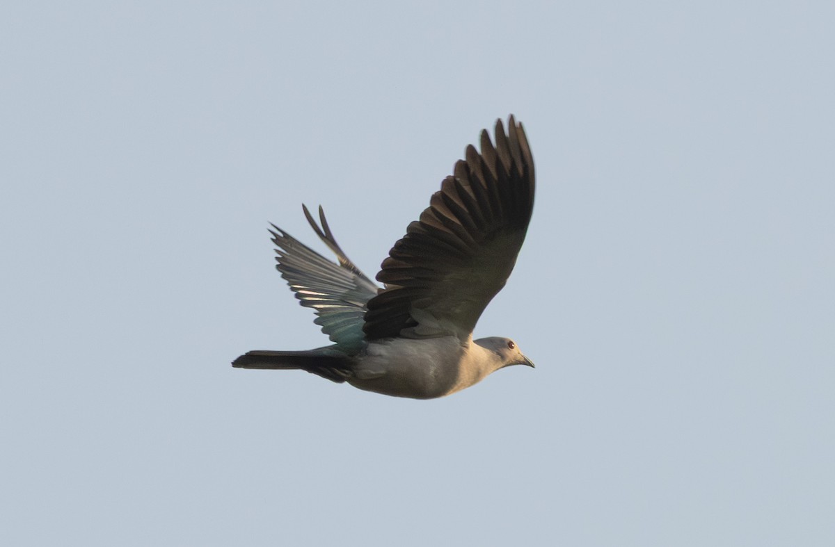 Green Imperial-Pigeon (Green) - ML656216845