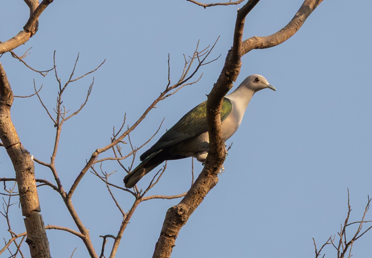 Green Imperial-Pigeon (Green) - ML656216846