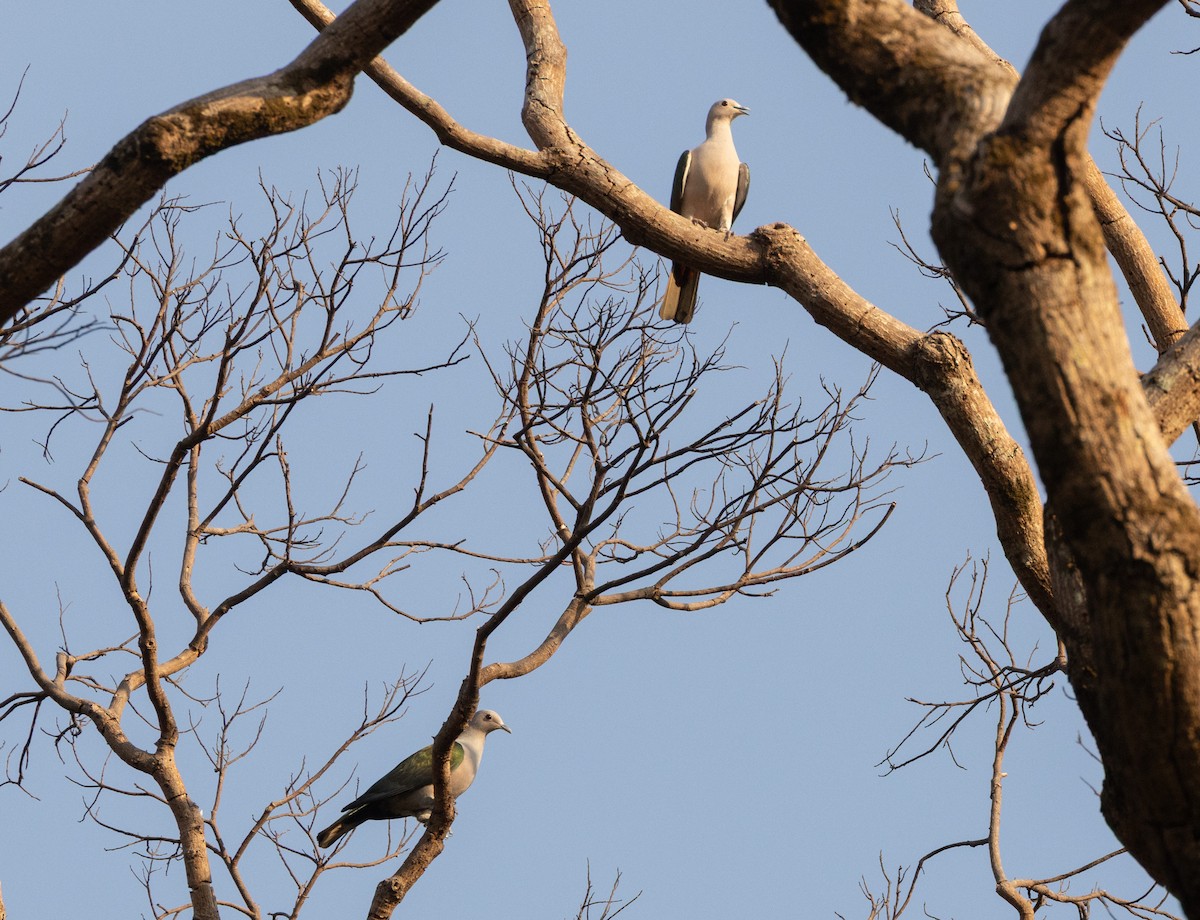 Green Imperial-Pigeon (Green) - ML656216847
