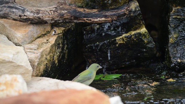Painted Bunting - ML656217608