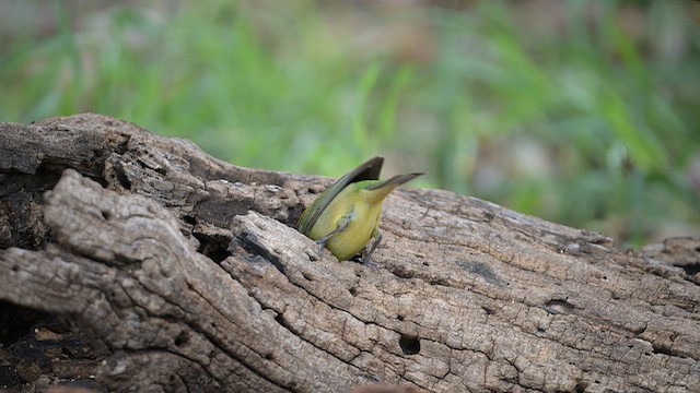 Painted Bunting - ML656217965