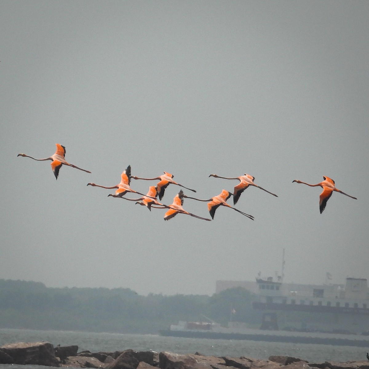 American Flamingo - ML656217972