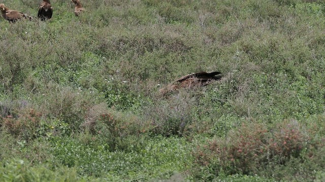 Marabou Stork - ML656219345