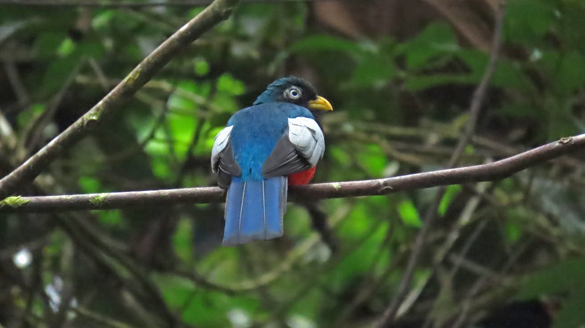 Blue-tailed Trogon - ML656219951