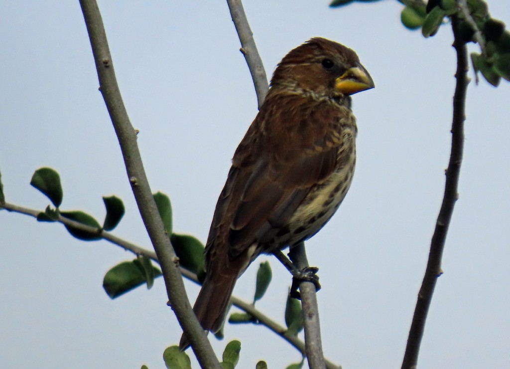 Weißstirnweber - ML656220924