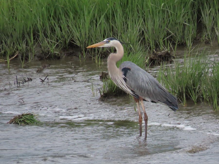 Great Blue Heron - Ruth Bergstrom