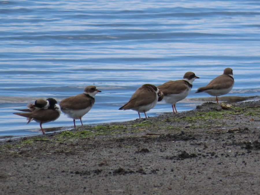 Semipalmated Plover - Ruth Bergstrom
