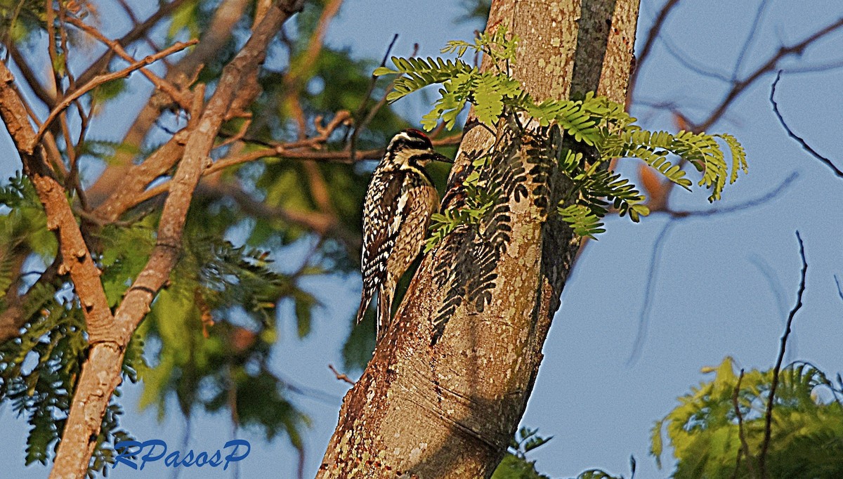 Yellow-bellied Sapsucker - ML65622521