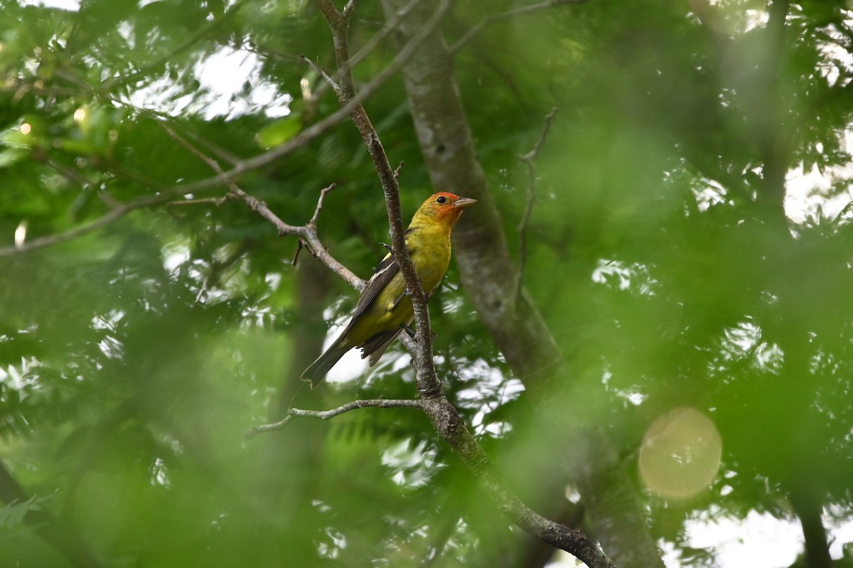Western Tanager - ML656225306