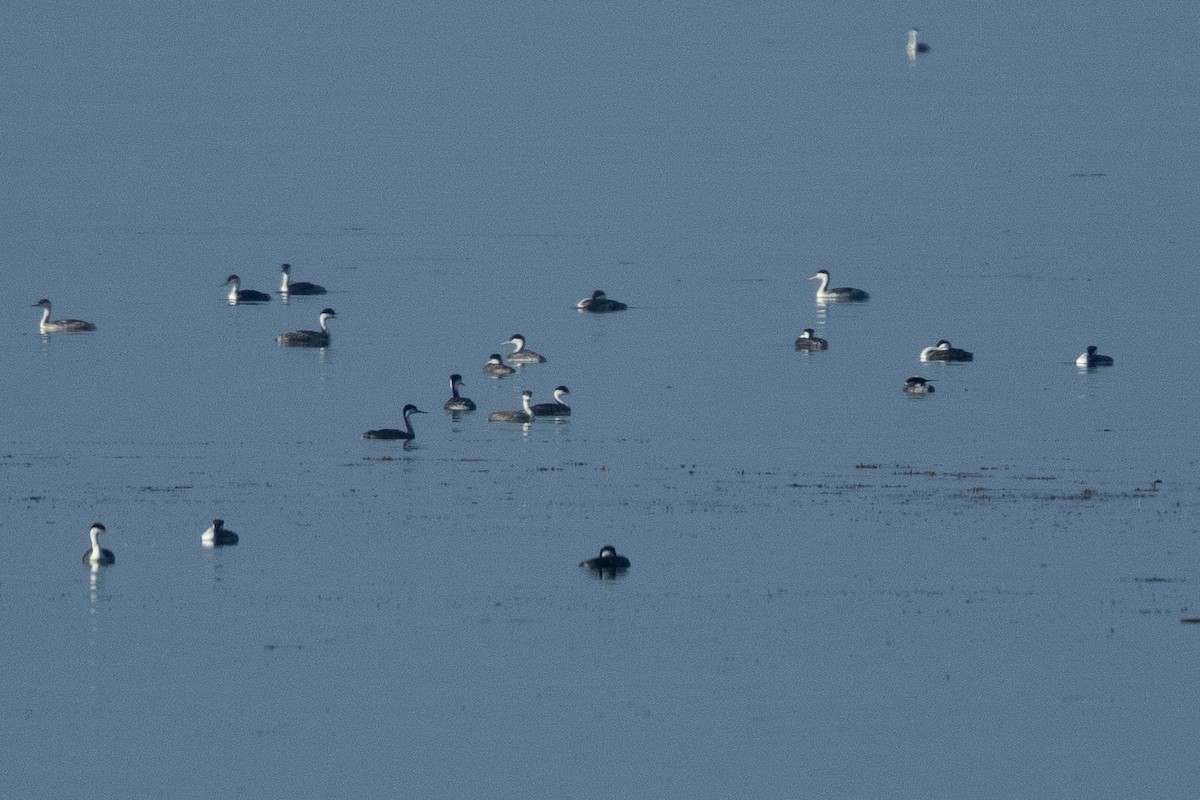 Clark's Grebe - ML656227403