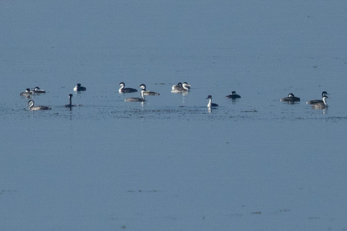 Clark's Grebe - ML656227404