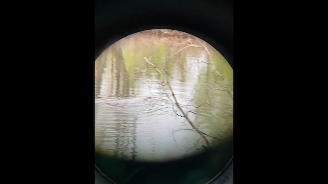 Beavers - ML656227705