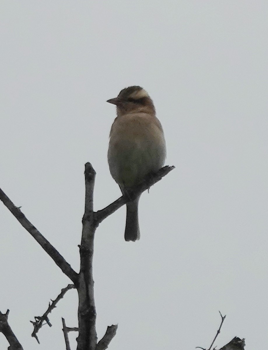 Moineau bridé - ML656228044
